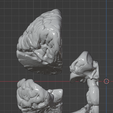 37.PNG.4dfda2f0857f193a90be4c0fbb51b6ce.png 3D Model of Human Brain