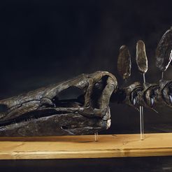 DSC_0748_1500px.jpg Archivo STL Cráneo de estegosaurio・Objeto imprimible en 3D para descargar