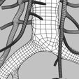 wfsub-0029.jpg Human venous system schematic 3D