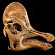 Corytho_cas01.jpg Corythosaurus: Dinosaurier-Schädel