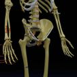 human-skeleton-set-complete-separable-labelled-bone-names-parts-3d-model-blend-28.jpg Human skeleton set complete separable labelled bone names parts 3D model