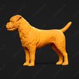 2226-Border_Terrier_Pose_03.jpg Border Terrier Dog 3D Print Model Pose 03