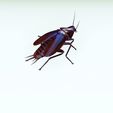 02_00046.jpg COCKROACH - DOWNLOAD Cockroach 3d model - animated for blender-fbx-unity-maya-unreal-c4d-3ds max - 3D printing COCKROACH INSECT