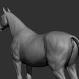 21.jpg Horse Breeds Collection