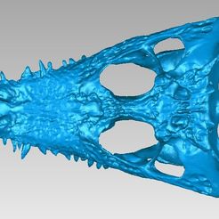 CaimanSkull.jpg STL-Datei Kaiman-Schädel kostenlos・Objekt zum Herunterladen und Drucken in 3D