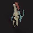 rodilla_1_v1_2023-May-17_06-09-30PM-000_CustomizedView38941605472_jpg.jpg Knee medical Model (Knee bone with ligaments medical model)