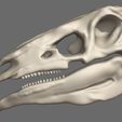 12.jpg Stegosaurus 3D skull