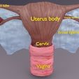 uterus-3d-model-obj-3ds-fbx-blend-1.jpg Uterus human 3D model