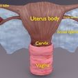 uterus-3d-model-obj-3ds-fbx-blend-1.jpg Modelo 3D de útero humano