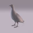 Partridge_0008.jpg Perdiz