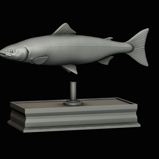 Salmon-statue-box-1-47.png fish sculpture of a Atlantic salmon / salmo salar with storage space / for 3d printing