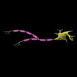 neuron-axon-parts-labelled-detail-3d-model-blend-2.jpg Neuron axon parts labelled detail 3D model