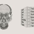 wf6.jpg Skull bones colored separable labelled
