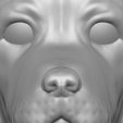 14.jpg Puppy of Beagle dog head for 3D printing