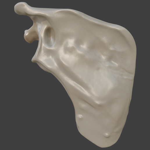 5.png 3D-Knochenmodell des Schulterblatts