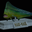 mahi-mahi-mouth-statue-5.png fish mahi mahi / common dolphin fish open mouth statue detailed texture for 3d printing