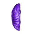 brain, brain stem and eyes6-_Brain_right_hemisp.stl 3D Model of Brain, Brain Stem and Eyes