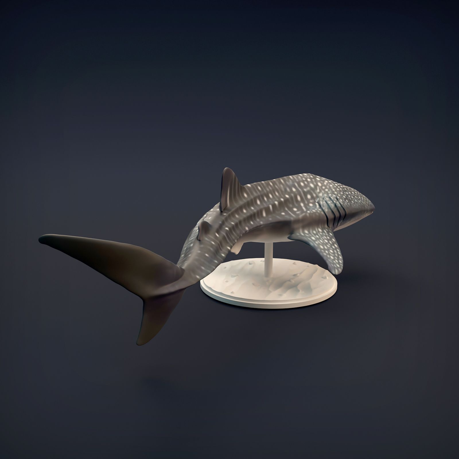 Whale_shark_6.jpg 3D-Datei Walhai・Design zum Herunterladen und 3D-Drucken, AnimalDenMiniatures