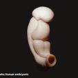 3_week.jpg Fetal Development Stages - Human Embryonic