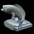 White-grouper-open-mouth-1-49.png fish white grouper / Epinephelus aeneus trophy statue detailed texture for 3d printing