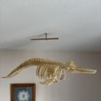image1-5.jpeg Dolphin skeleton (part 1/2 - skull)