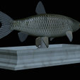Grass-carp-statue-14.png fish grass carp / Ctenopharyngodon idella statue detailed texture for 3d printing