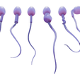R5.png Sperm Morphology: Normal and Abnormal