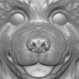 12.jpg Puppy of Bernese Mountain Dog head for 3D printing