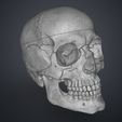 Human_Skull_Render_3Demon.659.jpg Anatomically Correct Human Skull - Homo Sapiens Sapiens