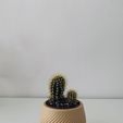 Maceta_3.2.jpg Mini Pot Flower Pot Cactus Pot - Mini Pot Flower Pot Cactus Pot