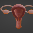 5.png.14b9e2844a6fe6519de73eb7300f5145.png 3D Model of Female Reproductive System v2
