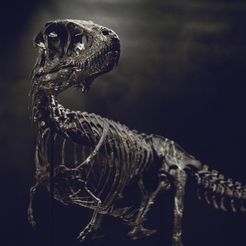 DSC_0325_Cults.jpg Fichier OBJ Life size baby T-rex skeleton - Part 03/10・Modèle imprimable en 3D à télécharger, Inhuman_species