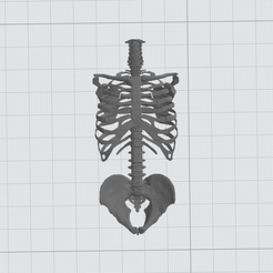Torso-1.png Télécharger fichier STL gratuit Torse de squelette • Design à imprimer en 3D, grandpaben