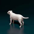 Staf-05.jpg Staffordshire Bull terrier