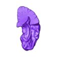 STLTG - brainTemporal_L.stl 3D Model of Human Brain