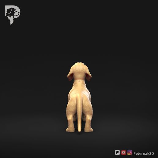 Dachshund-Miniature-Smooth-Haired-Pose-02-Dog-3D-Print-5s.jpeg Teckel miniature à poil lisse Pose 02