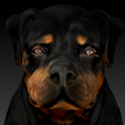 ZBrush_yHusvgWITv.png Rottweiler Dog