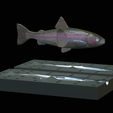 Am-bait-trout-breaking-16cm-5mm-oci-13mm-nalev-6.png AM bait fish rainbow trout 16cm breaking model / form for predator fishing