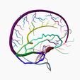 7.png DURAL VENOUS SINUS SEGMENTED MODEL
