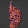 4.png 3D Model of Canine Brain with Arteries