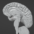 65.PNG.3762b02dbc3473337ec5257ab9d3cc14.png 3D Model of Human Brain