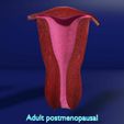 uterus-stages-cut-section-animated-labelled-3d-model-76db8ecc21.jpg uterus stages cut section animated labelled 3D model