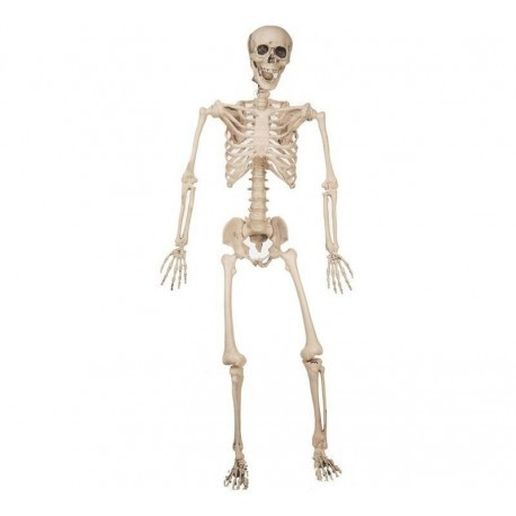 Human Skeleton 3D model
