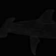 wireframe2.png Hammerhead Shark