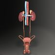ps1.jpg Genito-urinary tract male 3D model 3D model