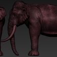 M6.jpg Elephant asian