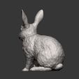 rabbit-rex-agouti12.jpg Rabbit rex agouti 3D print model