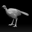 6787678.jpg bird Turkey