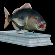 Dentex-mouth-statue-12.png fish Common dentex / dentex dentex open mouth statue detailed texture for 3d printing