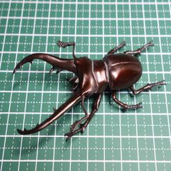 DSC04991R.jpg Free STL file Cyclommatus Imperator・3D printer design to download